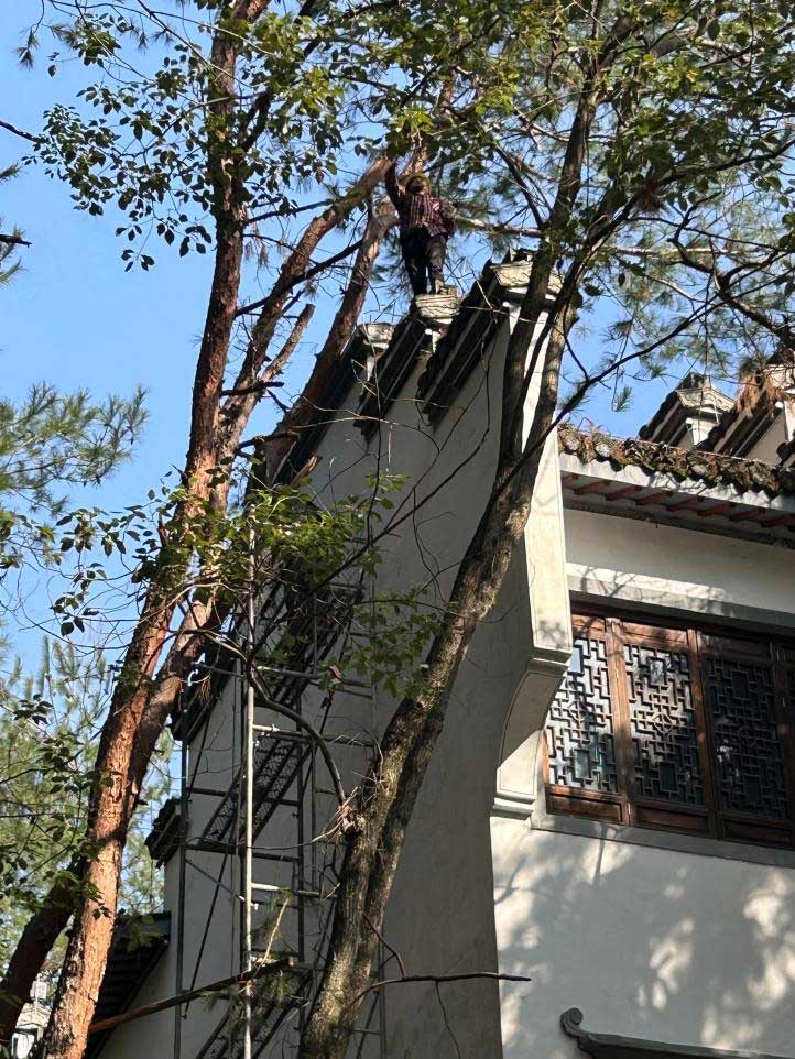 排除隱患，國資公司砍樹解民憂